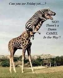 To protect their brain tissue from heat spikes, their brains can selectively cool themselves while leaving the core temperature in the rest of the body unchanged [source: Hump Day Hump Day Humor Animal Memes Wednesday Hump Day