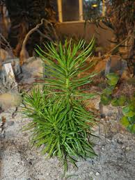 Image result for Burttia