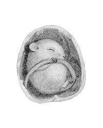 We did not find results for: Studies Of Baby Animals Sleeping And Life Challenges Mouse Illustration Pencil Drawings Of Animals Sleeping Animals