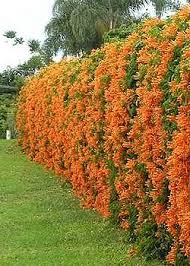 Image result for Tecoma capensis