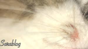 sara blog علاج فطريات القطط feline fungi