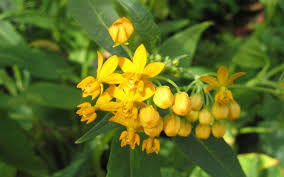 Image result for Asclepias aurea