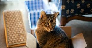 Check spelling or type a new query. Best Food For Cats Available In India 2021 Wet Raw Dry