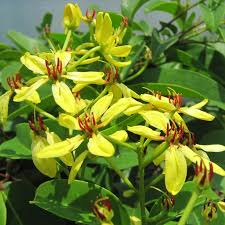 Image result for Tristellateia