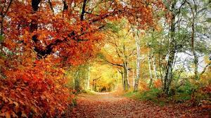 Woodland Walk Google Search Nature Photo Wallpaper Nature Wallpaper Beautiful Nature
