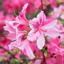 Blooms 2 Times A Year Large Vibrant Blooms Absolutely Stunning Flowers On The Conversation Piece Azalea Can Be Spring Flowers Names Planting Flowers Azaleas