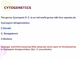 Image result for Cyamopsis serrata