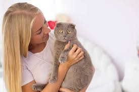 scottish fold kedi tum ozellikleri ve karakteri petza