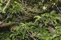 Image result for Ficus tremula