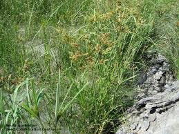 Image result for Cyperus ajax