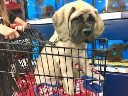 Your puppy is coming into a new home, leaving behind his mother, and litter mates, and is being introduced to a new family. Puppy Fear Periods 5 Simple Tips That Can Save Your Puppy