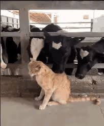 On this page you will find the most loved cat gif animations. Cat Cow Gifs Tenor