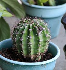 I also share my top tips for growing cacti. The Cabin Countess My Barrel Cactus Surprise Flower