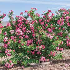 Spring Hill Nurseries 4 In Pot Cupid S Kiss Climbing Rose Rosa Live Deciduous Plant Pink Flowering Climbing Rose Bush 1 Pack 76500 The Home Depot Climbing Roses Plants Spring Hill Nursery