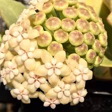Hoyas Hoya Store Australia In 2020 Fast Flowers Hoya Obovata Growers