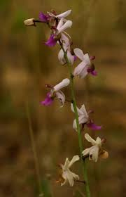 Image result for Eulophia livingstoneana