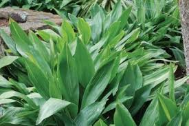 Image result for Synadenium glabratum