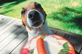 Can dogs eat dried peaches? Human Food For Dogs What Can Dogs Eat