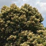 Image result for Nuxia floribunda