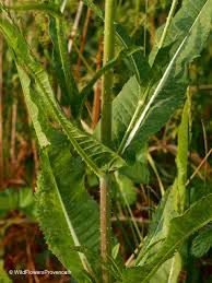 Image result for Dipsacus