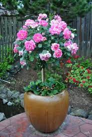 Prüfen sie gelegentlich die bodenfeuchtigkeit im kübel, machen sie die fingerprobe und gießen sie bei bedarf an frostfreien tagen. 16 Rosen Im Kuebel Ideen Rosen Garten Topfgarten