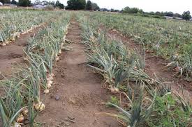 You need to thin leeks 6 inches (15 cm.) apart to allow enough space between for growth. Onion Seed Production Quick Reference Organic Seed Alliance