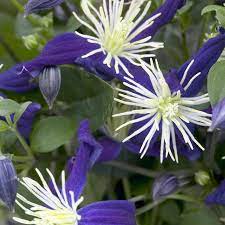 Clematis X Aromatica Bulbs Lowes Com Clematis Plants Clematis Plants