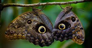 Pin En Mariposas