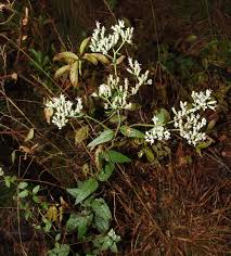 Image result for Hypericophyllum elatum