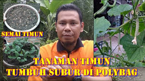We did not find results for: Cara Menanam Timun Di Polybag Full Hd Youtube