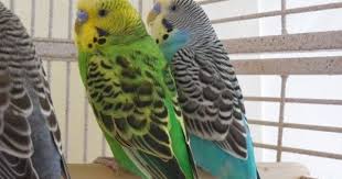 Bird Sounds Birds Singing 2 Hours Nature Sounds Parakeets Budgies Birds Chirping Singing Relaxing Video Budgies Bird Parakeet Sounds Budgies