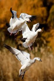Black And White Goose With Red Beak Snow Geese In Flight With Images Snow Goose Beautiful Birds Birds