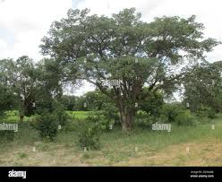 Image result for Schinziophyton rautanenii