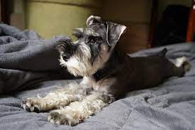Miniature Schnauzer Dog Breed Information Facts And Faqs 2021 Edition