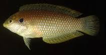 Check out our leopard wrasse selection for the very best in unique or custom, handmade pieces from our shops. Macropharyngodon Kuiteri Black Leopard Wrasse Aquarium