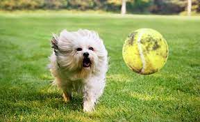 How To Deal With A Fetch Obsessed Dog Can T Stop Won T Stop K9 Of Mine