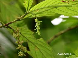 Image result for Bertiera