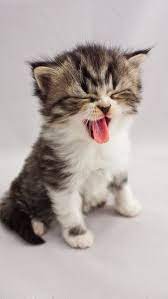 p5292952 jpg via flickr evcil hayvanlar hayvanlar sevimli kedi yavrulari
