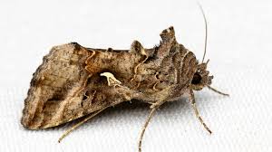 Image result for Autographa gamma