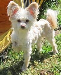 Whoever saw chi chi dog at least once, will hardly forget it. Chi Chi Dog Chihuahua Chinese Crested Mix Info Temperament Puppies Pictures Chinese Crested Powder Puff Chinese Crested Dog Chinese Crested