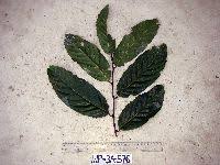 Image result for Monoon