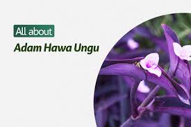 Tanaman hias satu ini dengan mudah bisa kamu jumpai di beberapa toko bunga baik online maupun offline, monstera dijual mulai sekitar rp 85 ribu hingga rp 15 juta. Adam Hawa Ungu Tradescantia Pallida Plantstory