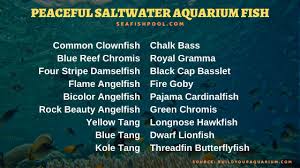 Saltwater fish shop is your source for the widest variety of saltwater fish for sale near me, shipped nationwide! Peaceful Popular Saltwater Aquarium Fish Seafish