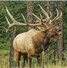 Kingarfer has uploaded 2073 photos to flickr. Pin By Earl Sallee On Majestic Elk Hunting Elk Pictures Animals Wild