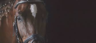 Bermuda blend alfalfa/bermuda horse pellets suggested uses: Contaminated Feed And Supplements Biostar Us
