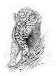 Jeune léopard" - Tableau dessin d'un jeune léopard- illustration animalière