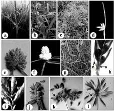 Image result for Courtoisina cyperoides