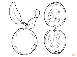 Guava Drawing Png Free Guava Drawing Png Transparent Images 113989 Pngio When guava fruit is ripe it can be eaten whole. guava drawing png transparent