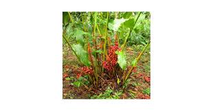 Image result for Renealmia