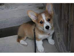 No corgis for adoption in minnesota. Corgi Puppies For Adoption The Y Guide